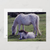 Dartmoor Pony Gray Mare Grazeing Foal Resting Postkarte (Vorne/Hinten)