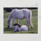 Dartmoor Pony Gray Mare Grazeing Foal Resting Postkarte (Vorderseite)
