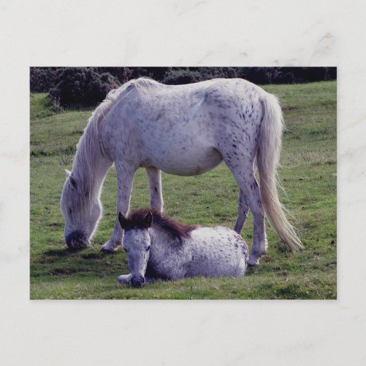 Dartmoor Pony Gray Mare Grazeing Foal Resting Postkarte (Vorderseite)