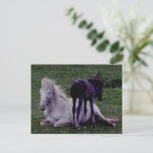 Dartmoor Pony Gray Mare Resting Foal Stehend Postkarte (Stehend Vorderseite)