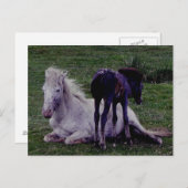 Dartmoor Pony Gray Mare Resting Foal Stehend Postkarte (Vorne/Hinten)