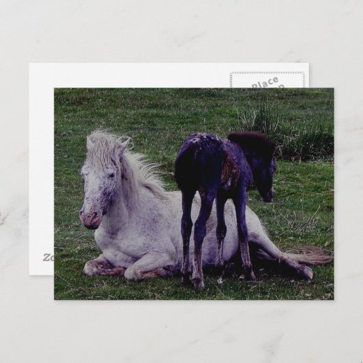 Dartmoor Pony Gray Mare Resting Foal Stehend Postkarte (Vorne/Hinten)