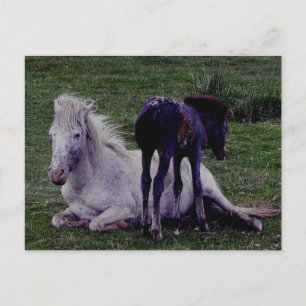 Dartmoor Pony Gray Mare Resting Foal Stehend Postkarte