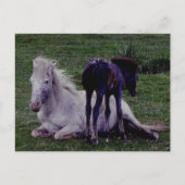 Dartmoor Pony Gray Mare Resting Foal Stehend Postkarte (Vorderseite)