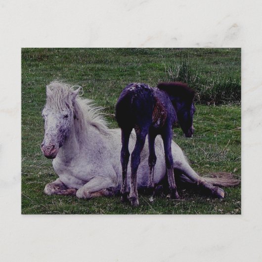 Dartmoor Pony Gray Mare Resting Foal Stehend Postkarte (Vorderseite)