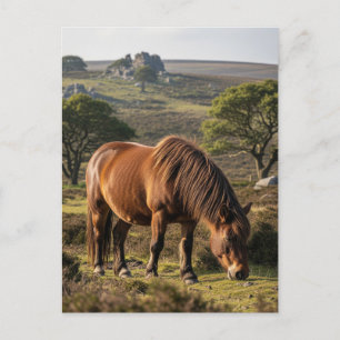 Dartmoor Pony in Dartmoor National Park Travel Postkarte