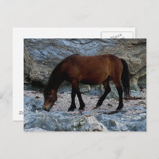 Dartmoor-Pony in Felsen am abgelegenen südlichen S Postkarte (Vorne/Hinten)
