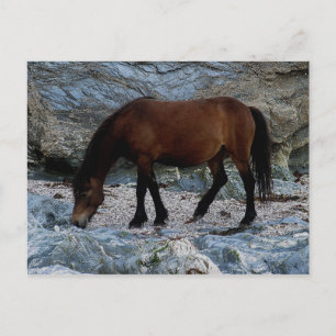 Dartmoor-Pony in Felsen am abgelegenen südlichen S Postkarte