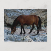Dartmoor-Pony in Felsen am abgelegenen südlichen S Postkarte (Vorderseite)