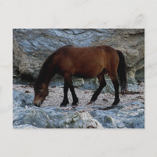Dartmoor-Pony in Felsen am abgelegenen südlichen S Postkarte (Vorderseite)