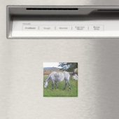 Dartmoor Pony Magnet (In Situ (Geschirrspüler))