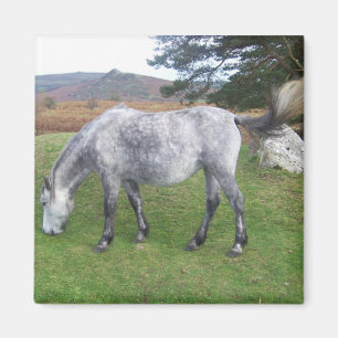 Dartmoor Pony Magnet