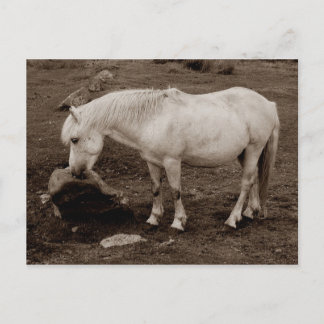 Dartmoor Pony rubbt Mund auf Felsen ( sepia ) Postkarte