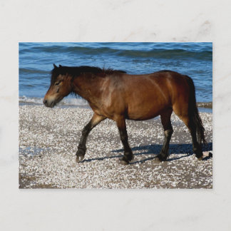 Dartmoor Pony zu Fuß auf dem abgelegenen Südstrand Postkarte