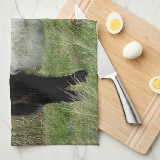 Dartmoor schnallte Galloway-Kalb um Handtuch (Viertel Falte)