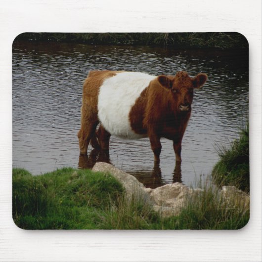 Dartmoor schnallte Galloway-Kuh um, die im Fluss Mousepad (Vorne)