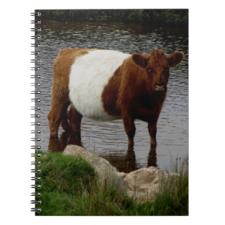 Dartmoor schnallte Galloway-Kuh um, die im Fluss Notizblock