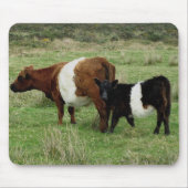 Dartmoor schnallte Gallowaykuh und -kalb um Mousepad (Vorne)