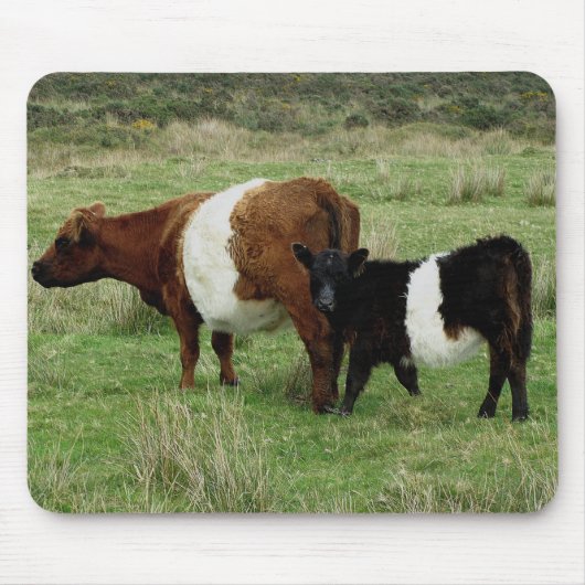 Dartmoor schnallte Gallowaykuh und -kalb um Mousepad (Vorne)