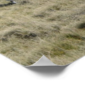 Dartmoor Sheep Poster (Ecke)