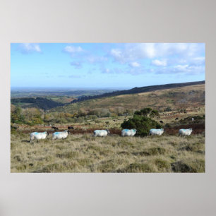 Dartmoor Sheep Poster