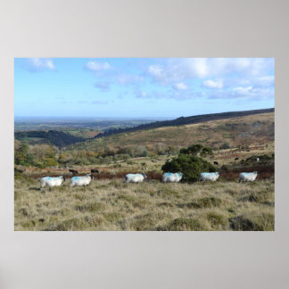 Dartmoor Sheep Poster