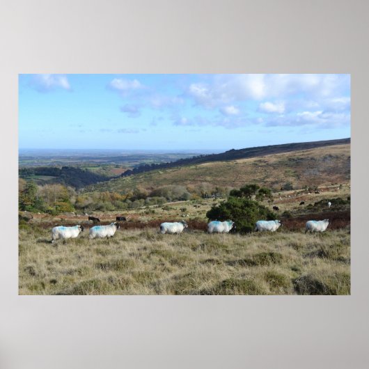 Dartmoor Sheep Poster (Vorne)