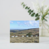 Dartmoor Sheep Postkarte (Stehend Vorderseite)