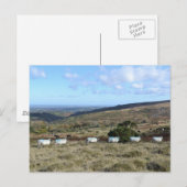 Dartmoor Sheep Postkarte (Vorne/Hinten)
