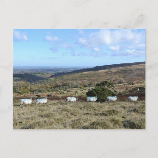 Dartmoor Sheep Postkarte (Vorderseite)