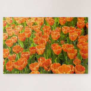 Darwin-Hybrid-Tulpe, Tulipa "Oxford's Elite". Oran Puzzle