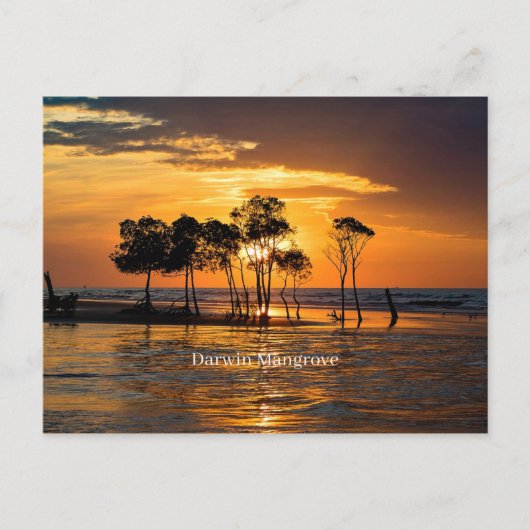 Darwin Mangrove, Australien Postkarte (Vorderseite)