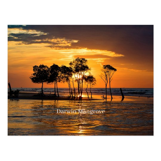 Darwin Mangrove Australien Postkarte Zazzle De