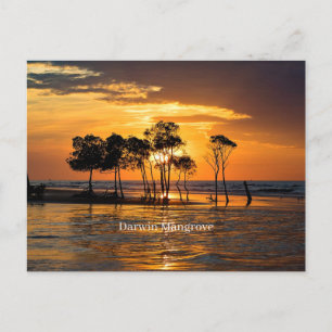 Darwin Mangrove Postkarte
