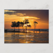 Darwin Mangrove Postkarte (Vorderseite)