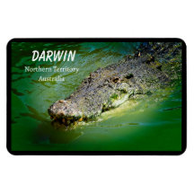 Darwin Saltwater Crocodile