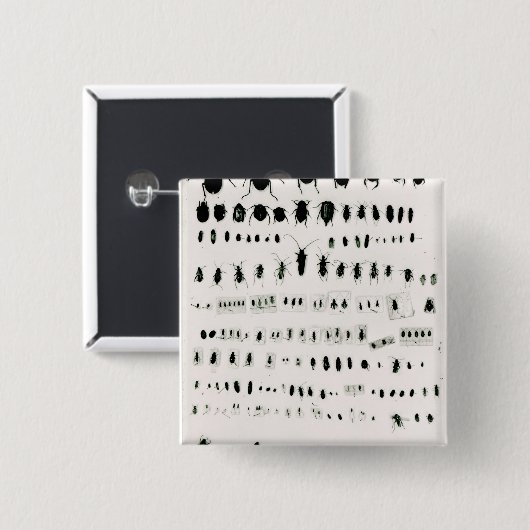 Darwins Insektensammlung Button (Vorne & Hinten)