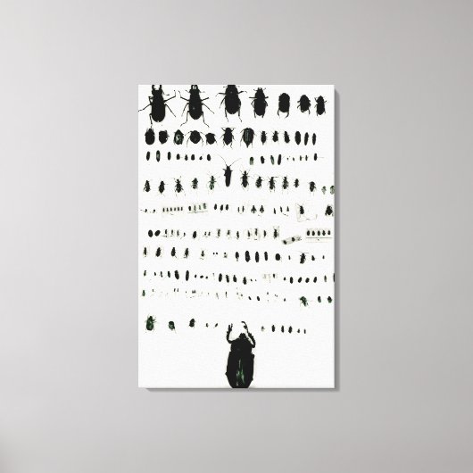 Darwins Insektensammlung Leinwanddruck (Vorderseite)