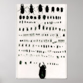 Darwins Insektensammlung Poster (Vorne)