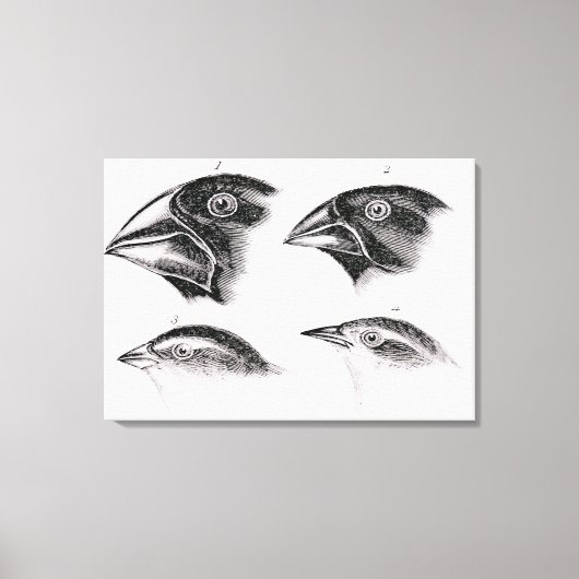 Darwins Vogelbeobachtungen Leinwanddruck (Vorderseite)