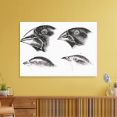Darwins Vogelbeobachtungen Leinwanddruck (Insitu (Wohnzimmer))