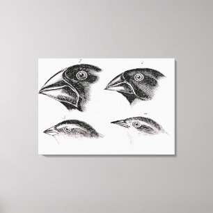 Darwins Vogelbeobachtungen Leinwanddruck