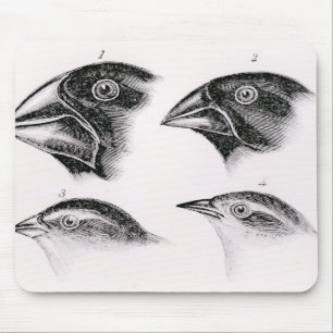 Darwins Vogelbeobachtungen Mousepad