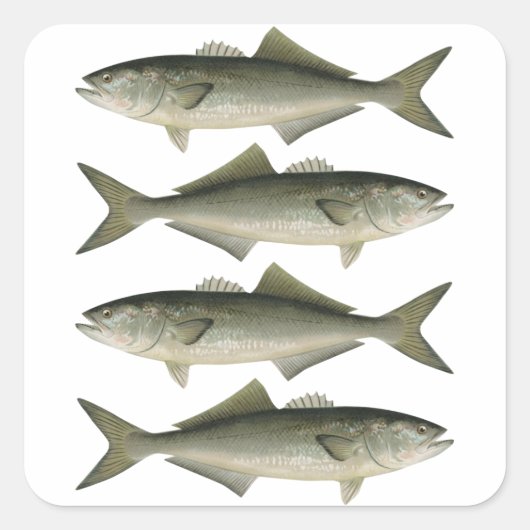 Das Abenteuer der Fischzucht Quadratischer Aufkleber (Vorderseite)