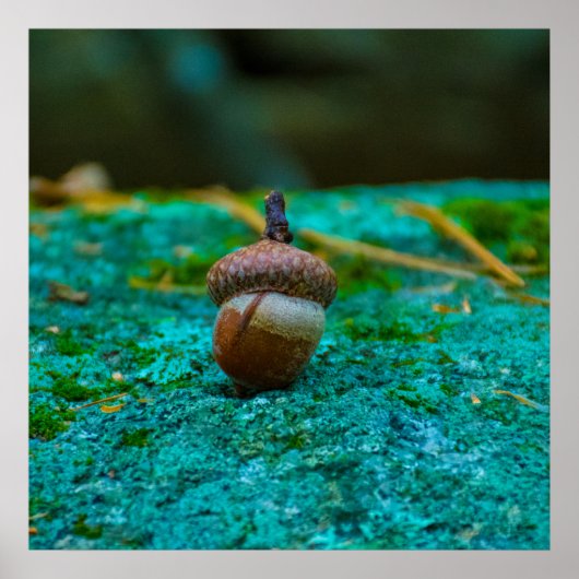 DAS ACORN POSTER (Vorne)