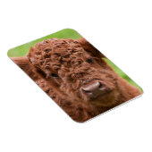 Das Adorable Highland Calf Magnet (Rechte Seite)
