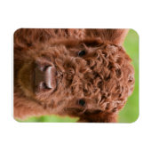Das Adorable Highland Calf Magnet (Horizontal)