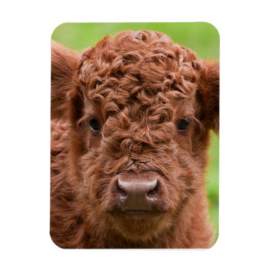 Das Adorable Highland Calf Magnet (Vertikal)