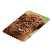 Das Adorable Highland Calf Magnet (Linke Seite)