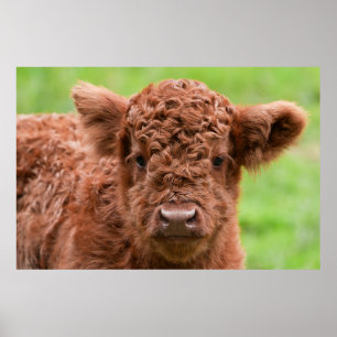 Das Adorable Highland Calf Poster